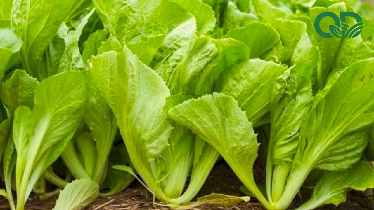 Chế độ ăn lành mạnh với rau sạch