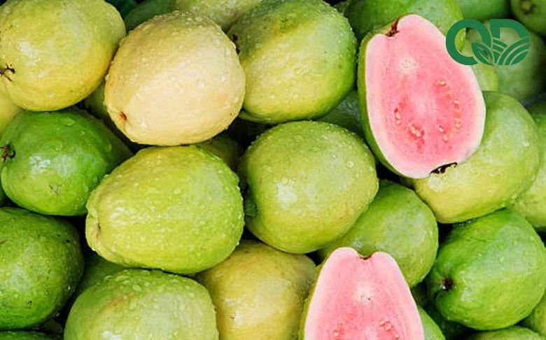 Công dụng của ổi đối với sức khỏe