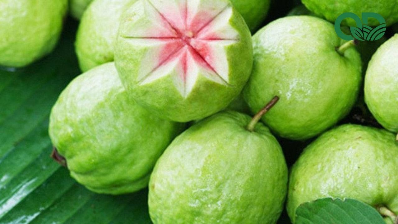 Công dụng của ổi đối với sức khỏe