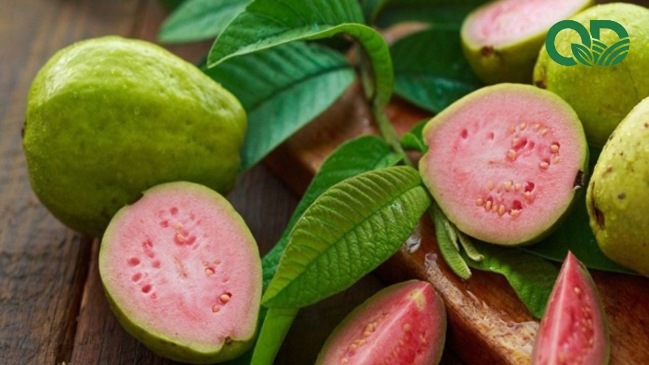 Công dụng của ổi đối với sức khỏe