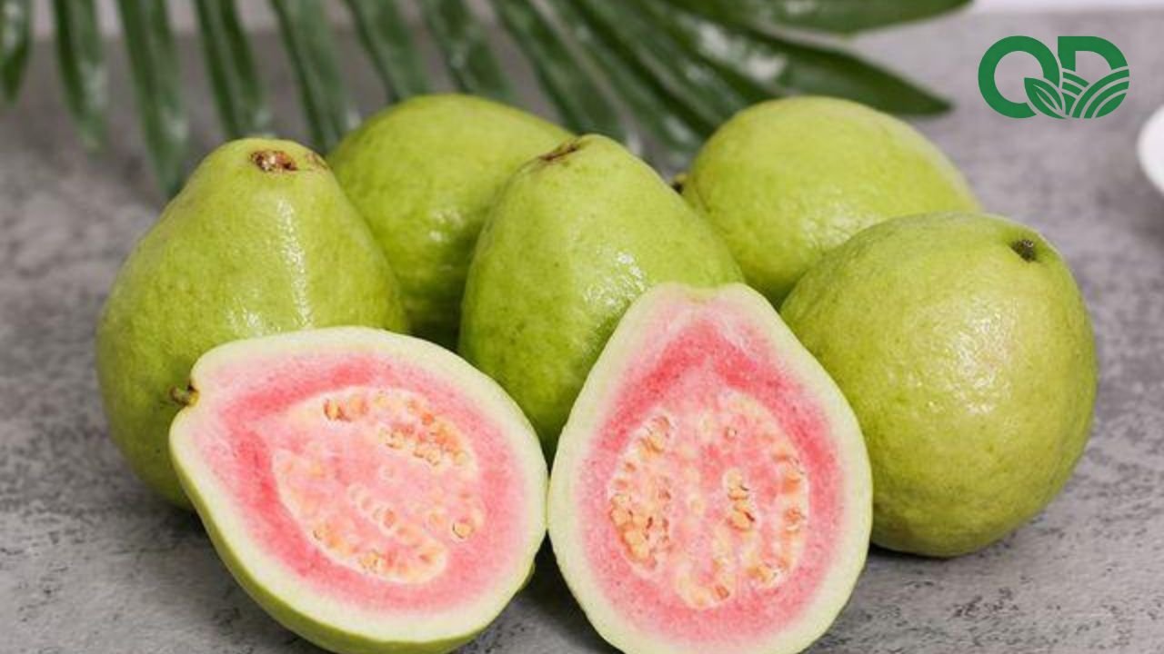 Công dụng của ổi đối với sức khỏe