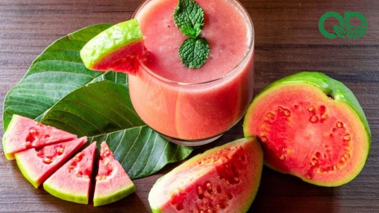 Công dụng của ổi đối với sức khỏe