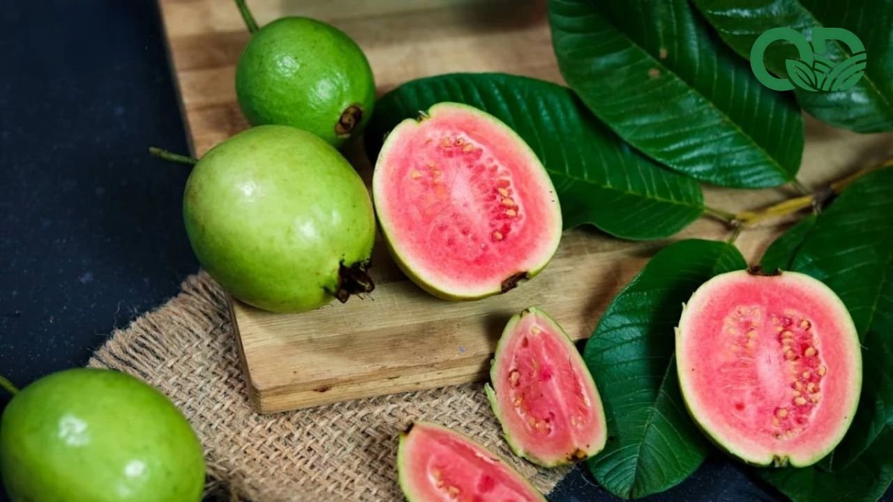 Công dụng của ổi đối với sức khỏe