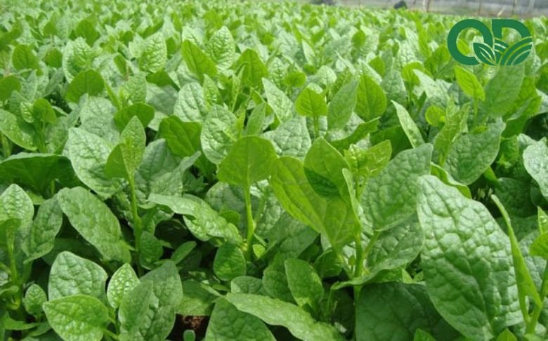 Giá trị dinh dưỡng của rau sạch