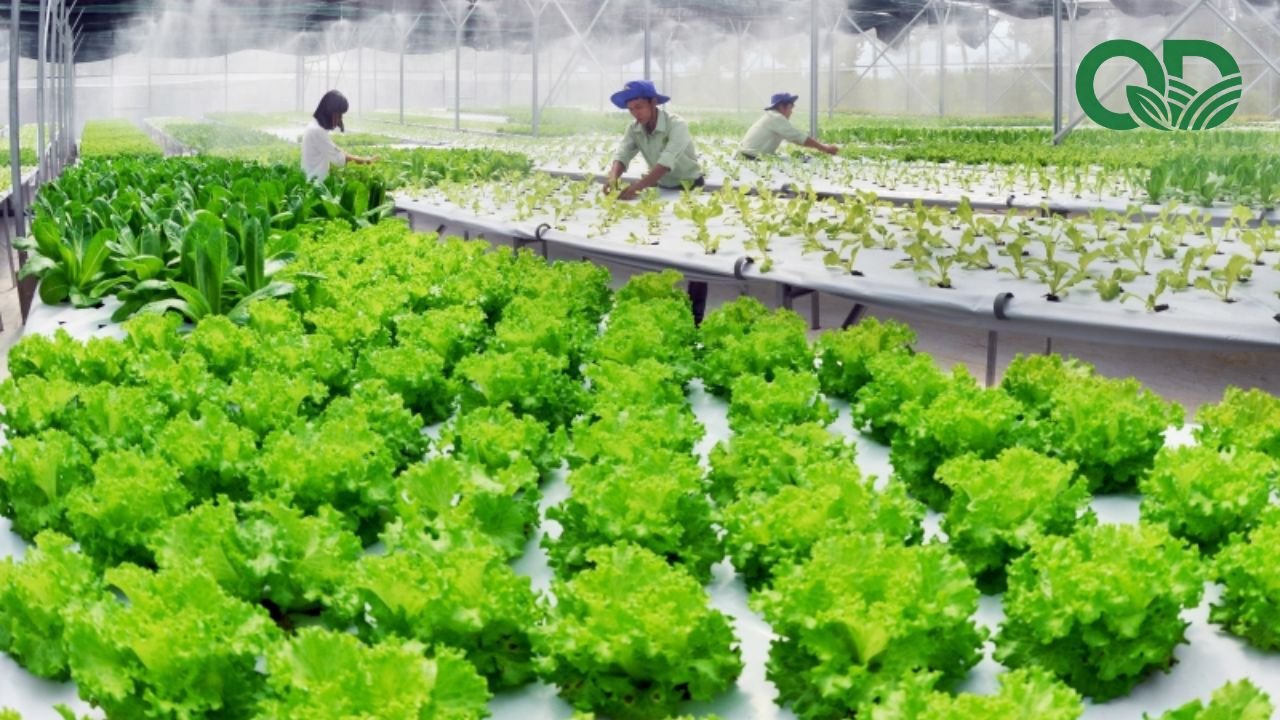 Giá trị dinh dưỡng của rau sạch