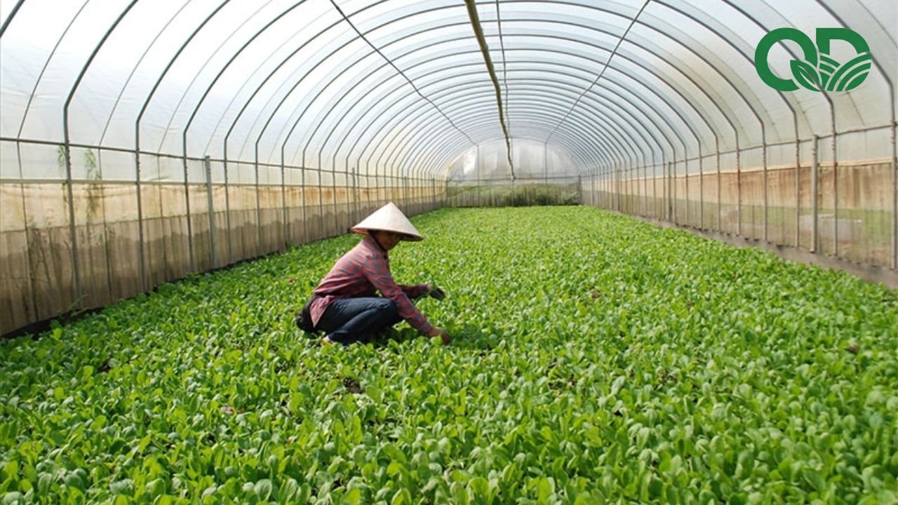 Giá trị dinh dưỡng của rau sạch