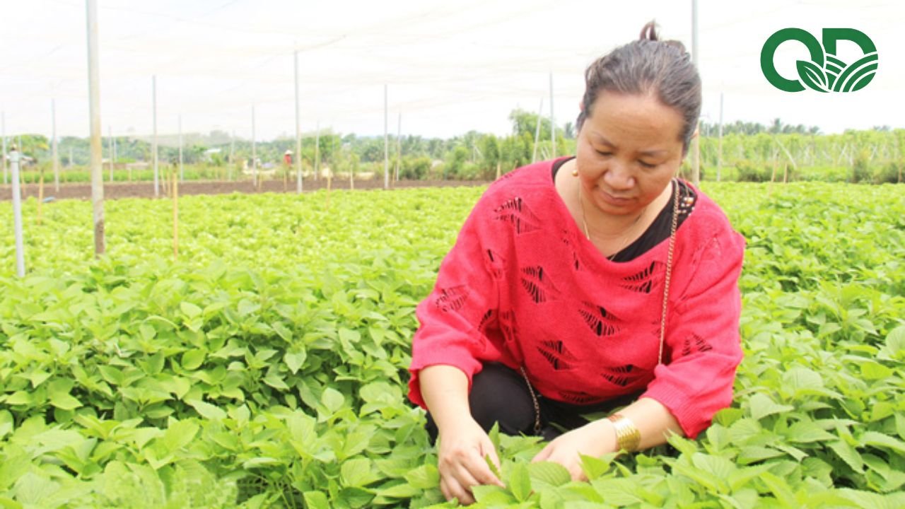 Giá trị dinh dưỡng của rau sạch