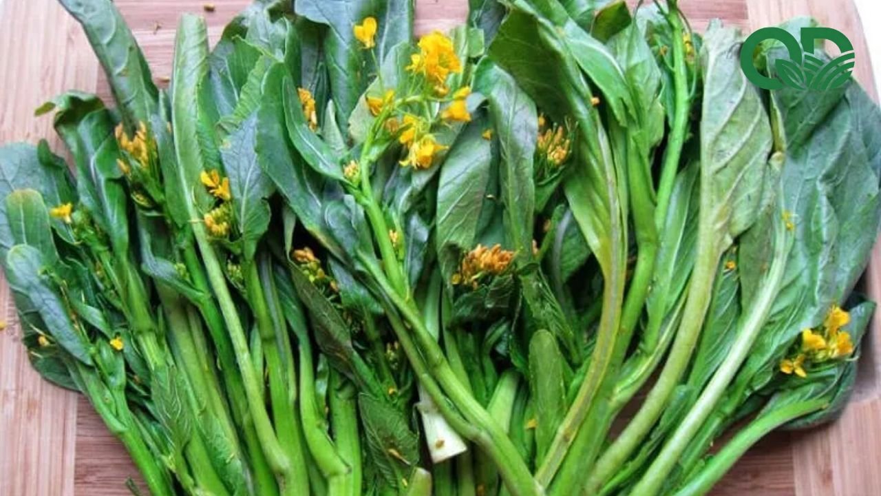 Giá trị dinh dưỡng của rau sạch