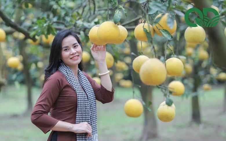 Gỏi bưởi