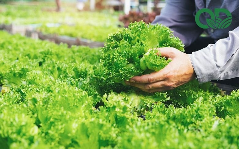 Lợi ích của việc sử dụng rau sạch mỗi ngày
