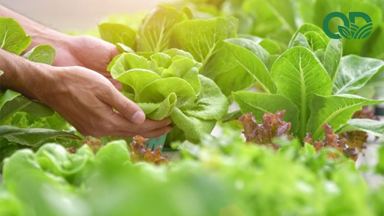 Lợi ích của việc sử dụng rau sạch mỗi ngày