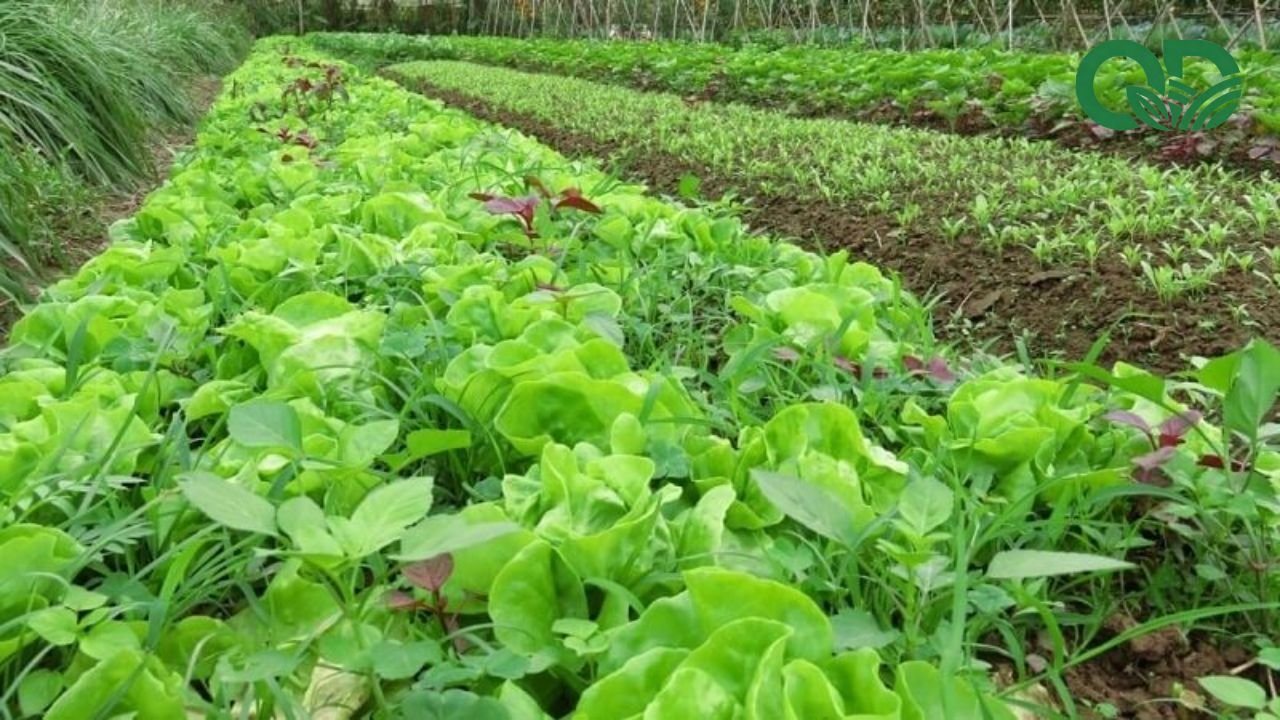Lợi ích của việc sử dụng rau sạch mỗi ngày