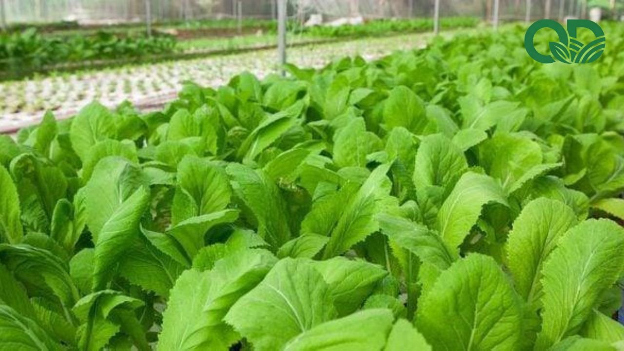 Lợi ích của việc sử dụng rau sạch mỗi ngày