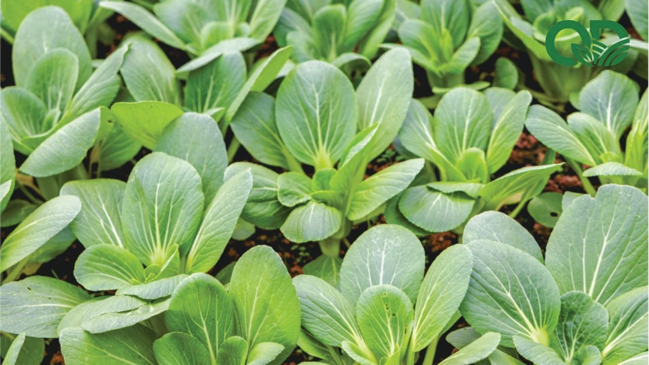 Lợi ích của việc sử dụng rau sạch mỗi ngày