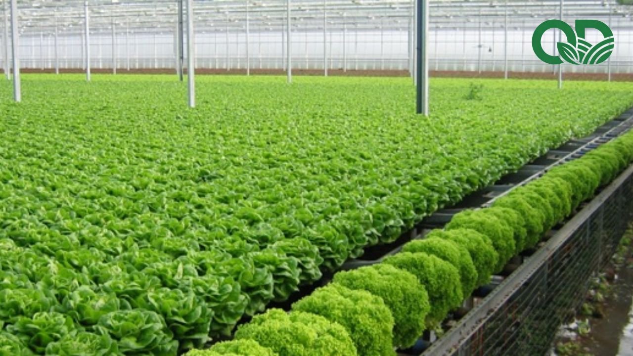 Lợi ích của việc sử dụng rau sạch mỗi ngày