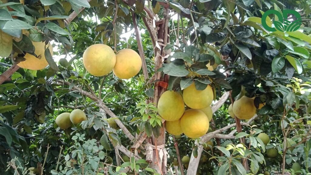 Lợi nhuận trồng bưởi