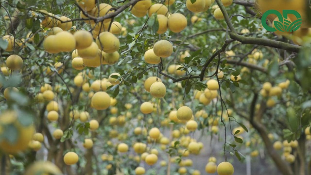 Lợi nhuận trồng bưởi