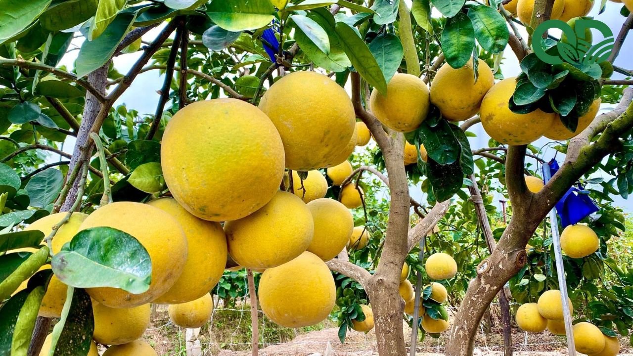 Lợi nhuận trồng bưởi