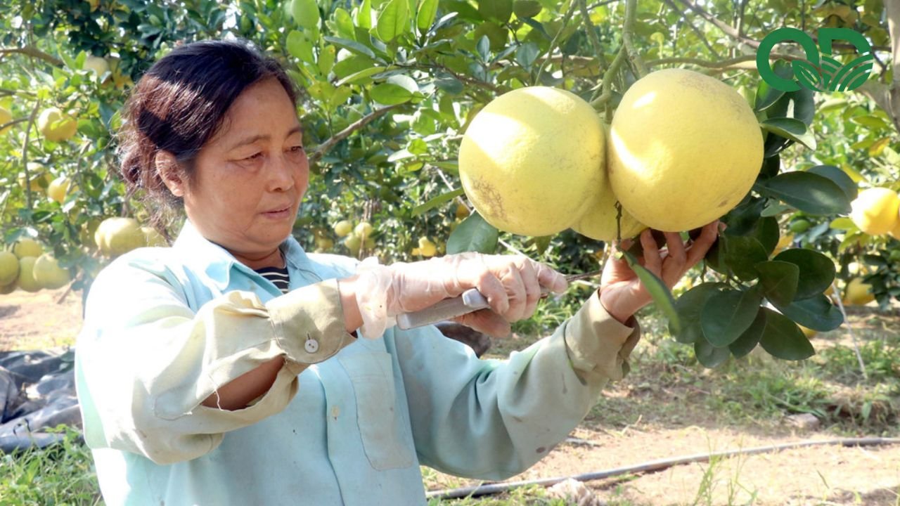 Lợi nhuận trồng bưởi