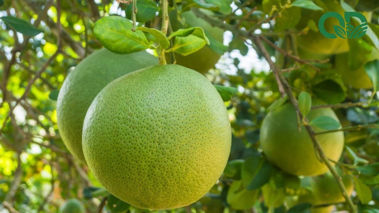 Lợi nhuận trồng bưởi