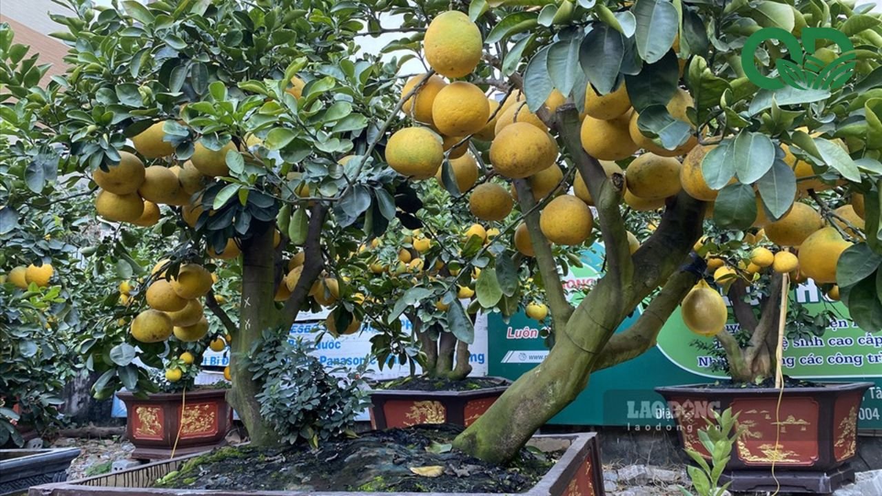 Lợi nhuận trồng bưởi