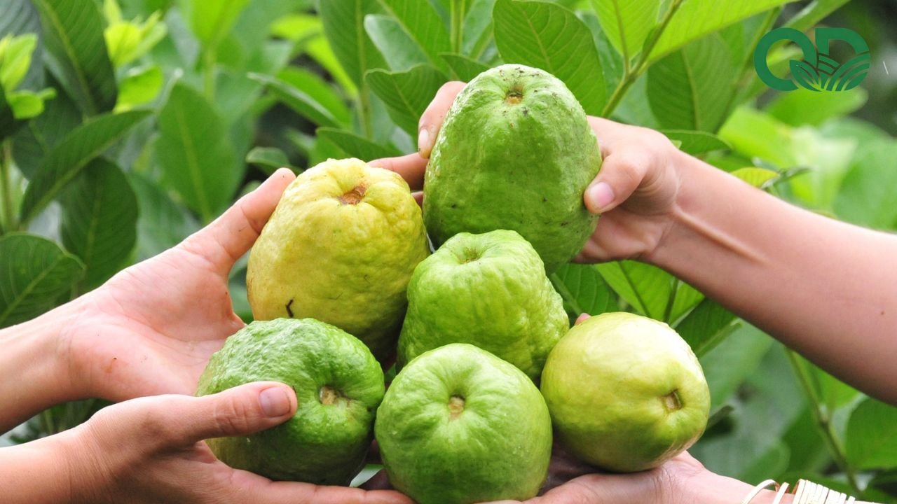 Món ngon từ ổi lê Đài Loan