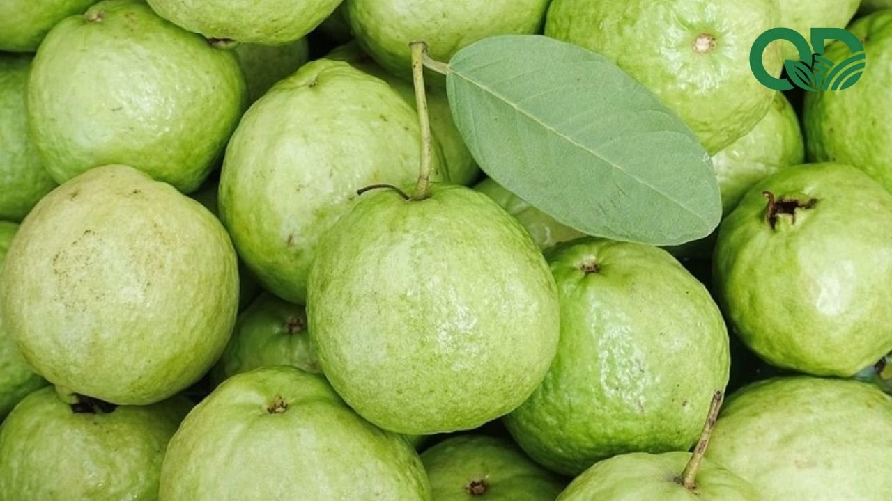 Nước ép ổi