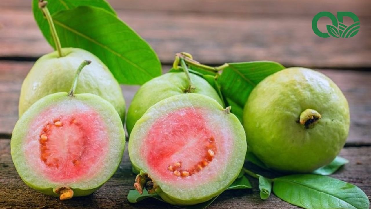 Nước ép ổi