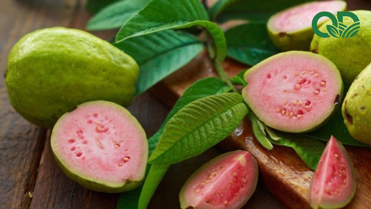 Nước ép ổi