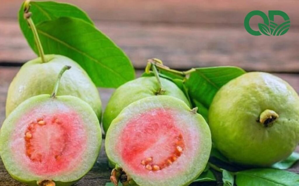 Ổi ăn vặt