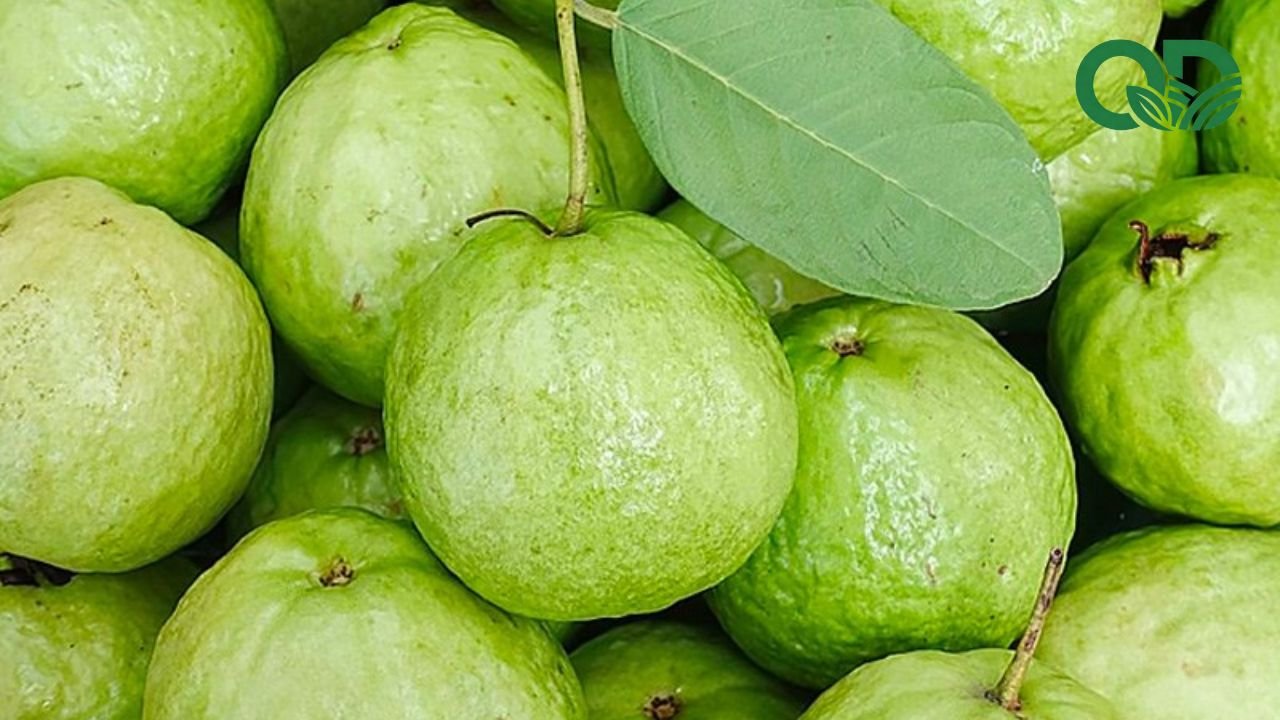 Ổi ăn vặt