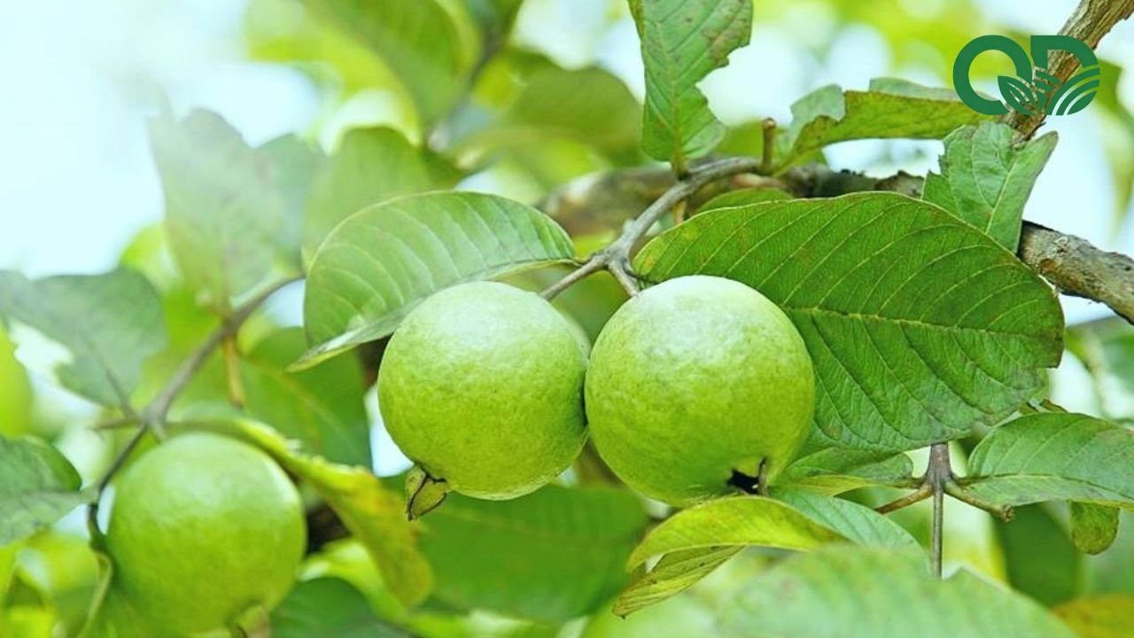 Ổi ăn vặt