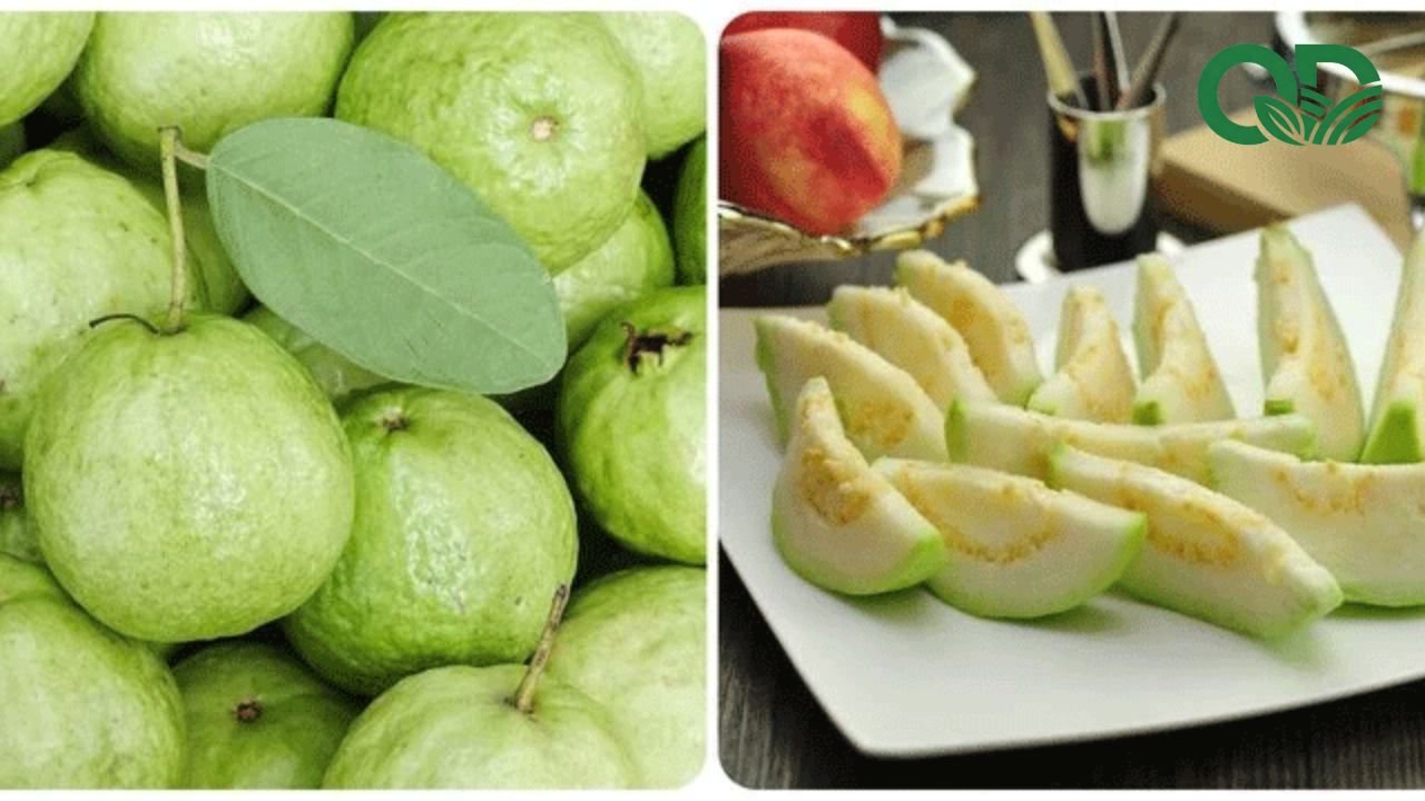 Ổi ăn vặt