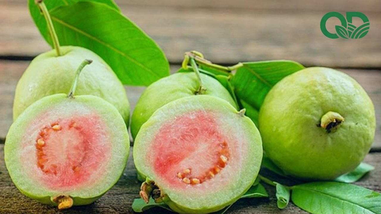 Ổi ăn vặt