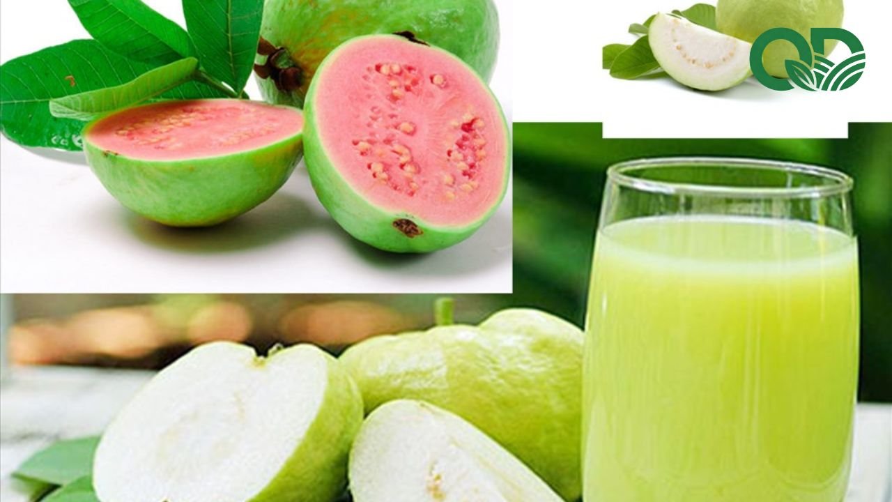 Ổi ăn vặt