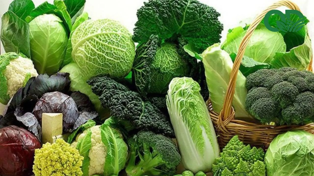 Rau giúp tăng đề kháng