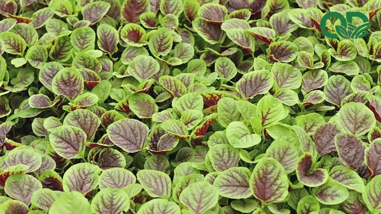 Rau giúp tăng đề kháng