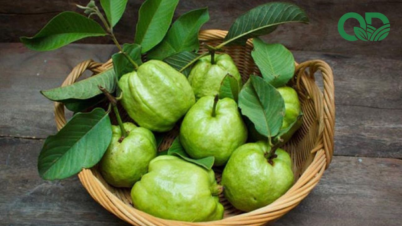 Salad ổi