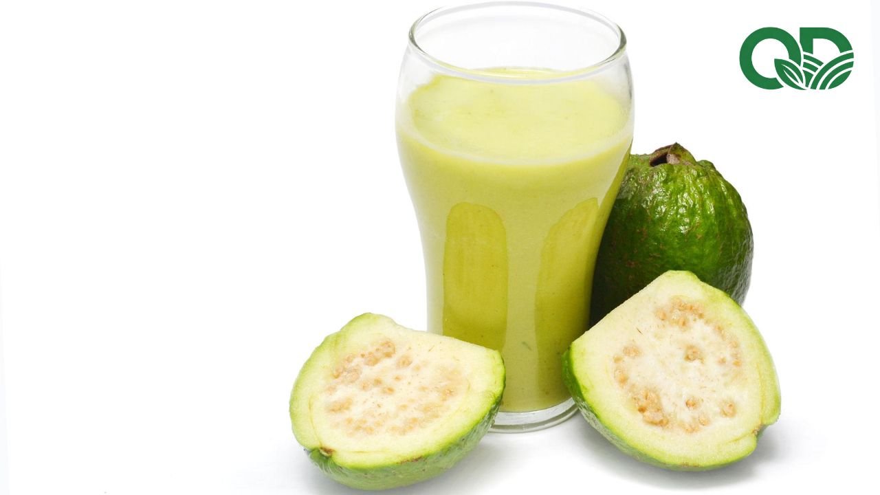Sinh tố ổi