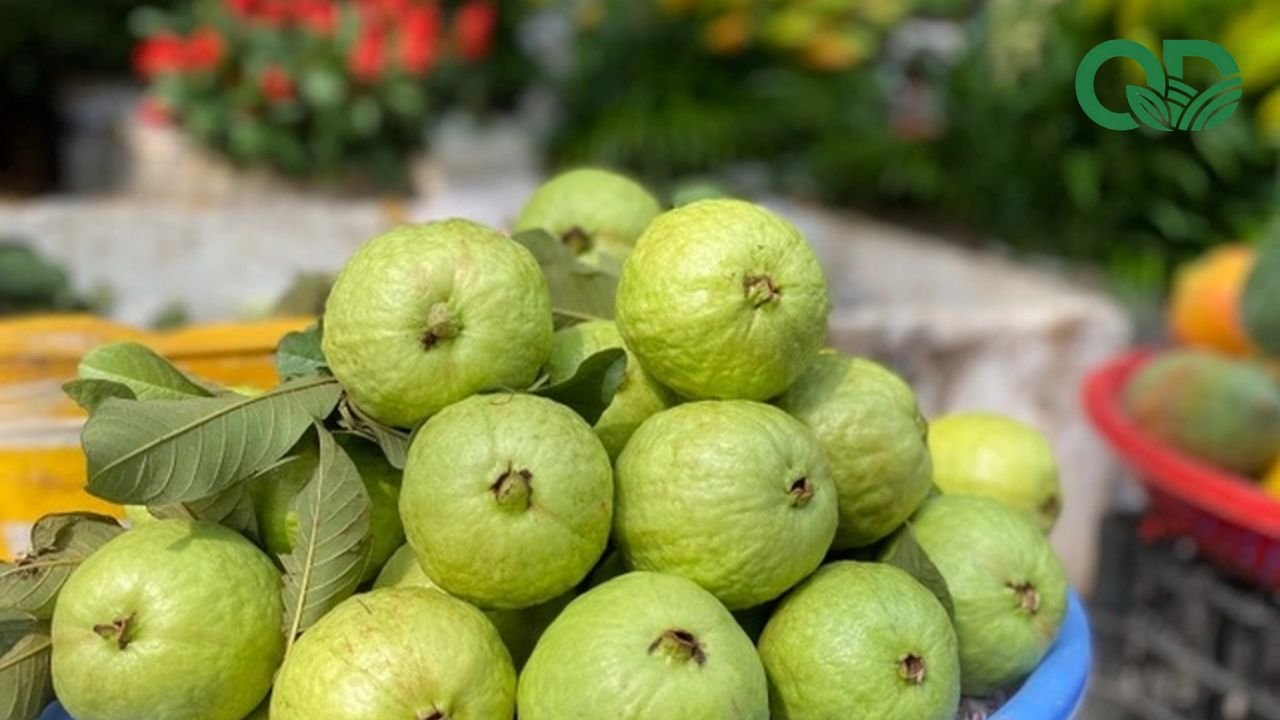 Vitamin C trong ổi