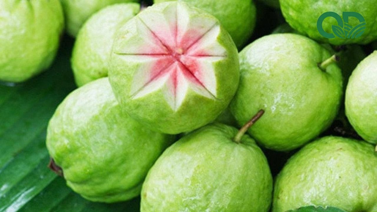 Vitamin C trong ổi