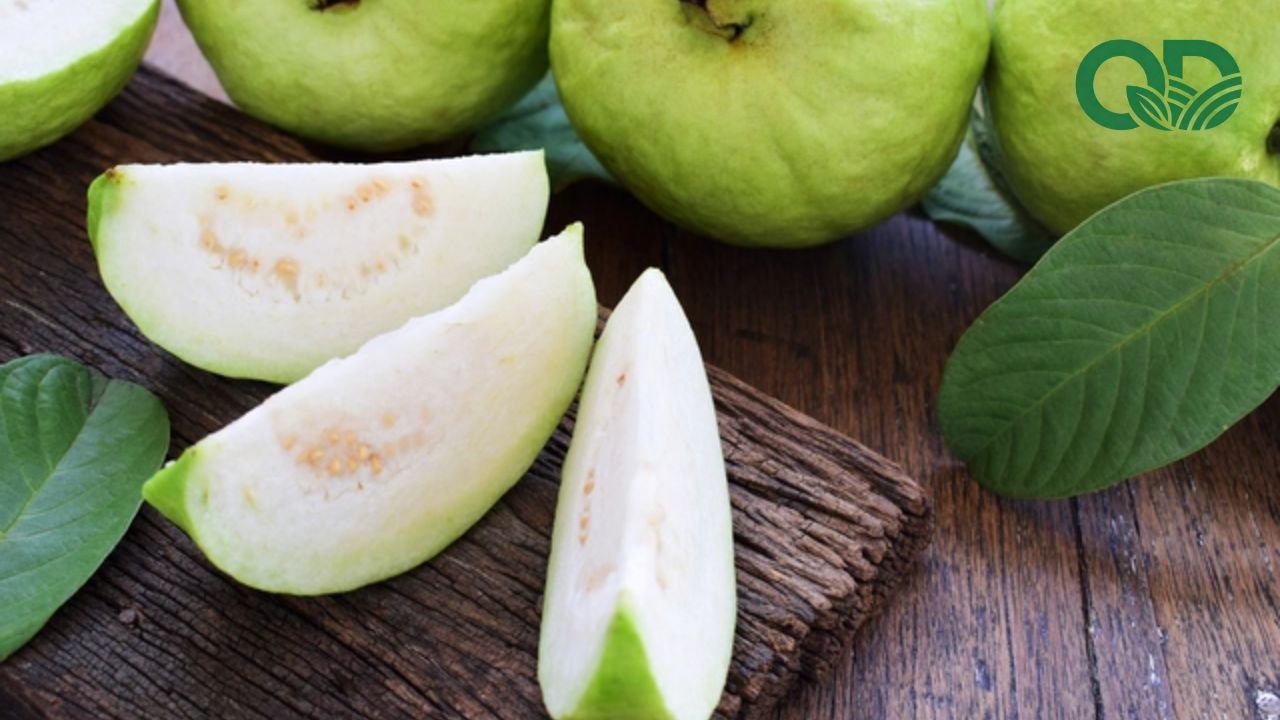 Vitamin C trong ổi