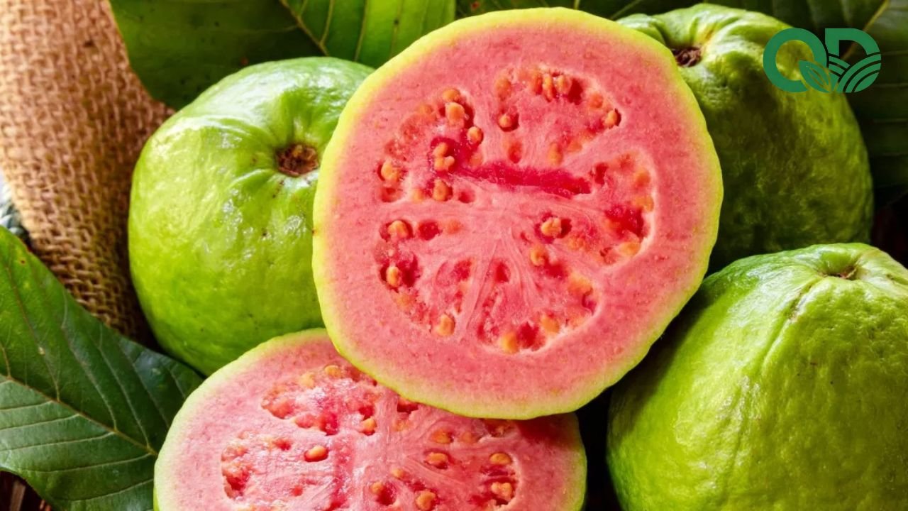 Vitamin C trong ổi