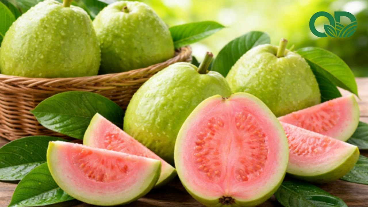 Vitamin C trong ổi