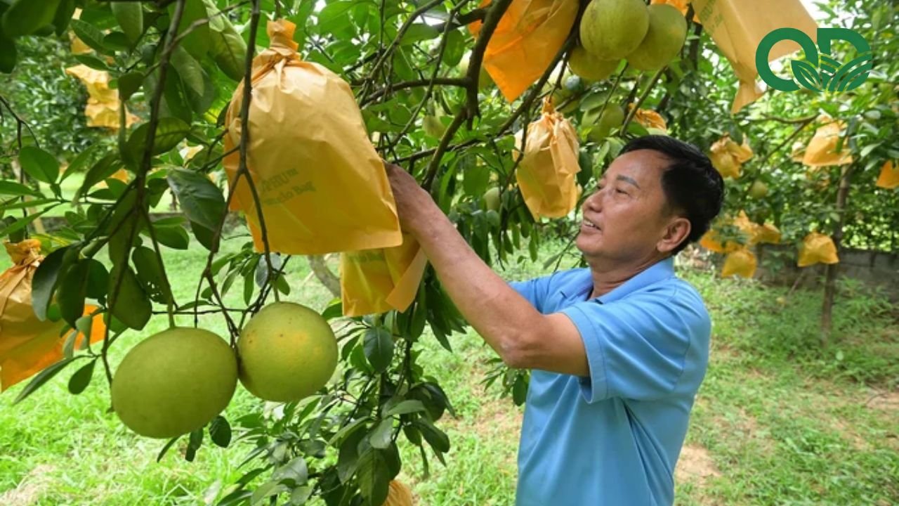 Cách thu hoạch và bảo quản bưởi tươi lâu