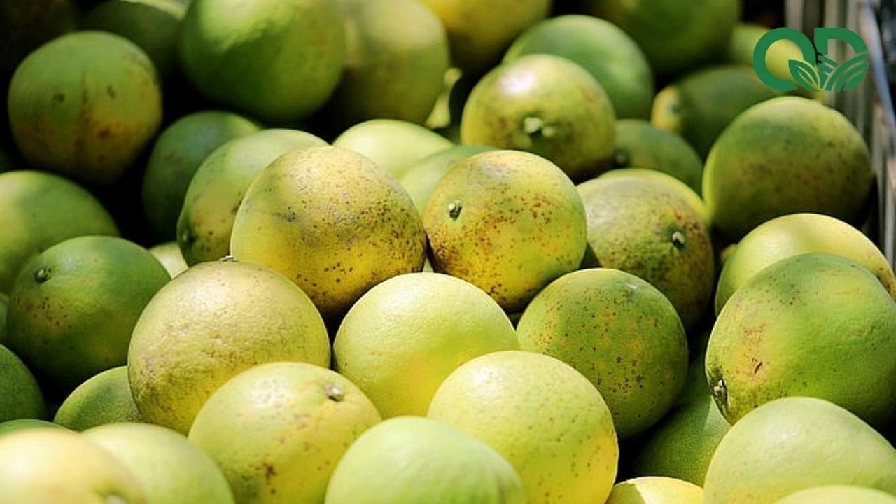 Cách thu hoạch và bảo quản bưởi tươi lâu