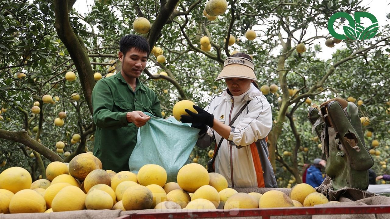 Cách thu hoạch và bảo quản bưởi tươi lâu
