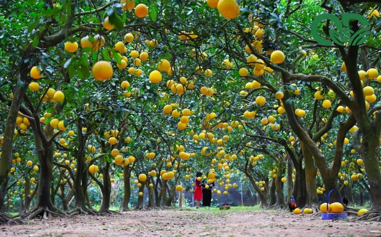 Chi phí đầu tư vườn bưởi