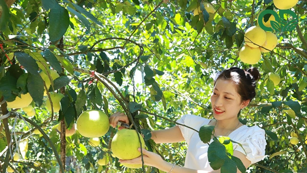 Chi phí đầu tư vườn bưởi