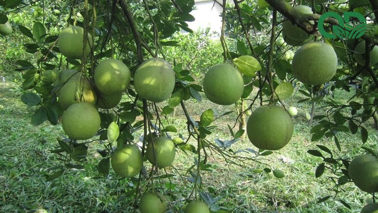 Chi phí đầu tư vườn bưởi